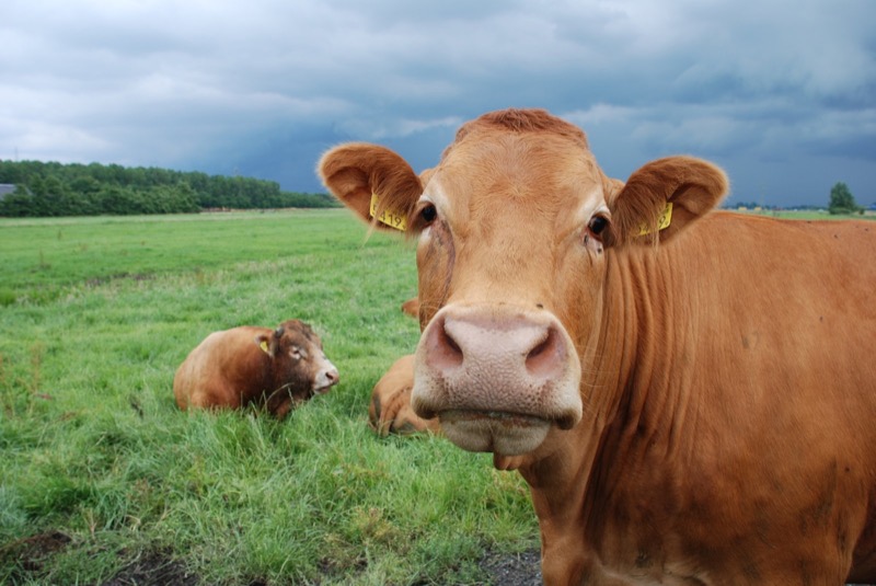 la-leche-es-buena-para-la-salud-2