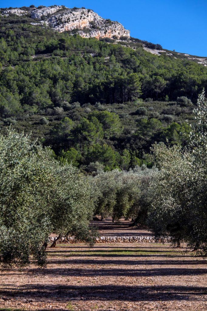 Finca de pequeñas parcelas