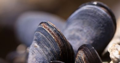 Los mejillones y los meses con erre Los mejillones y los meses con erre
