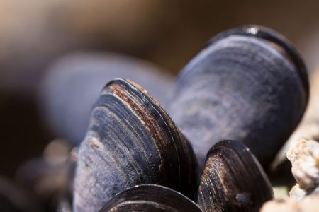 mejillones-meses-con-erre
