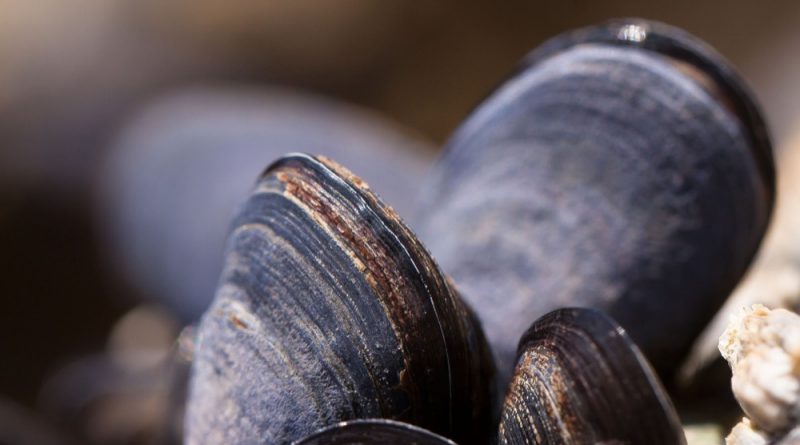 mejillones-meses-con-erre