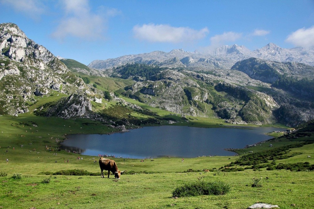 picos de europa queso picon tresviso
