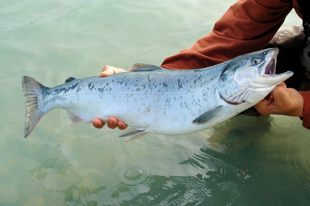 salmon-pesca-regalias